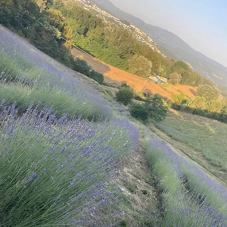 Glamping La Lavanda Campismo de Luxo *