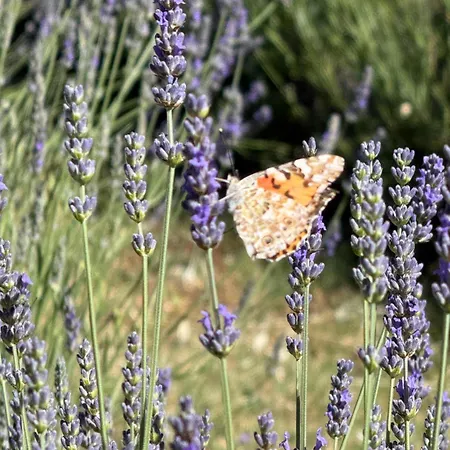 Glamping La Lavanda Luxussátor *